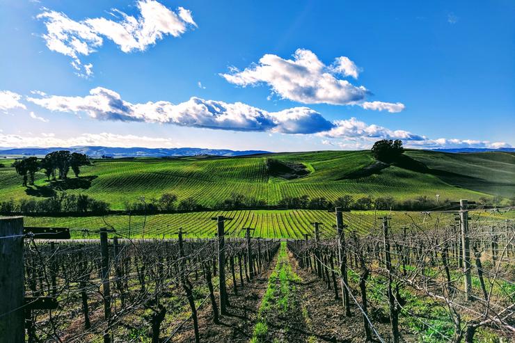 California Photography Print, Napa Valley Vineyards, Landscape Print, Large Wall Art, Nature, Home/Office Decor