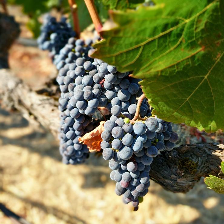 Wine Grape Clusters Photography Print, Napa Valley, California, Square Large Wall Art, Nature, Home/Office Decor
